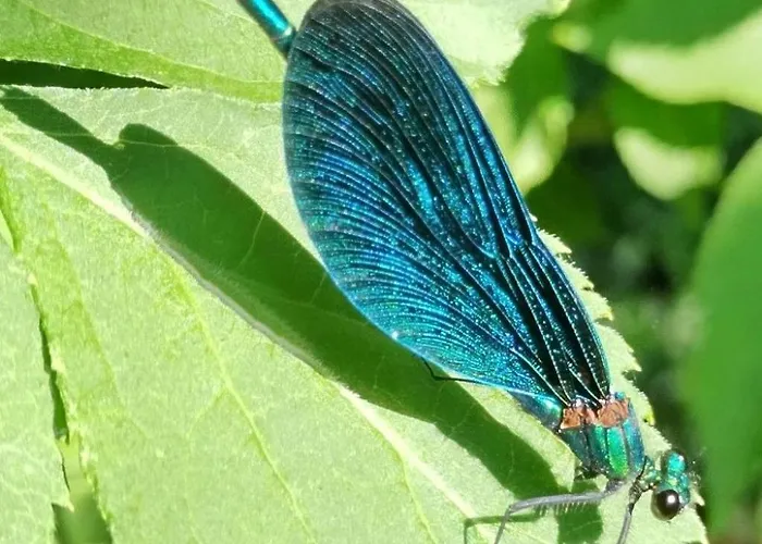 Itzinger By Interhome 別荘