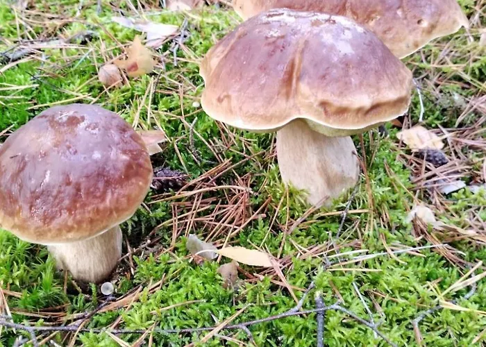 別荘 Itzinger By Interhome ツィーザル